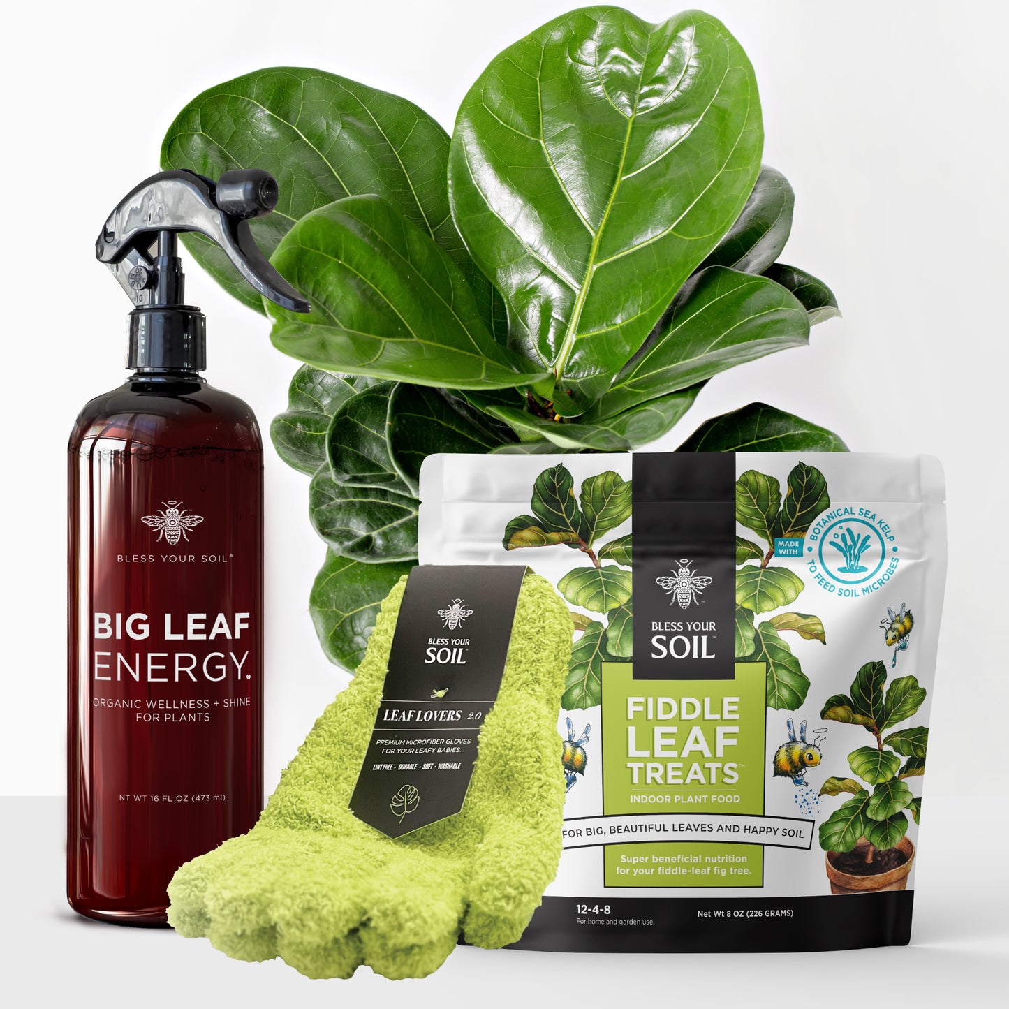 Fiddle Leaf Fig Plant Starter Kit