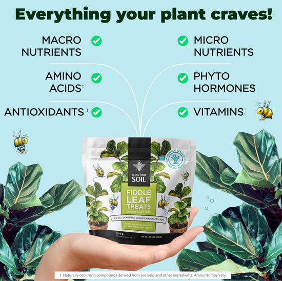 Fiddle Leaf Treats FiddleLeaf Fig Tree Fertilizer, 312 NPK Bless