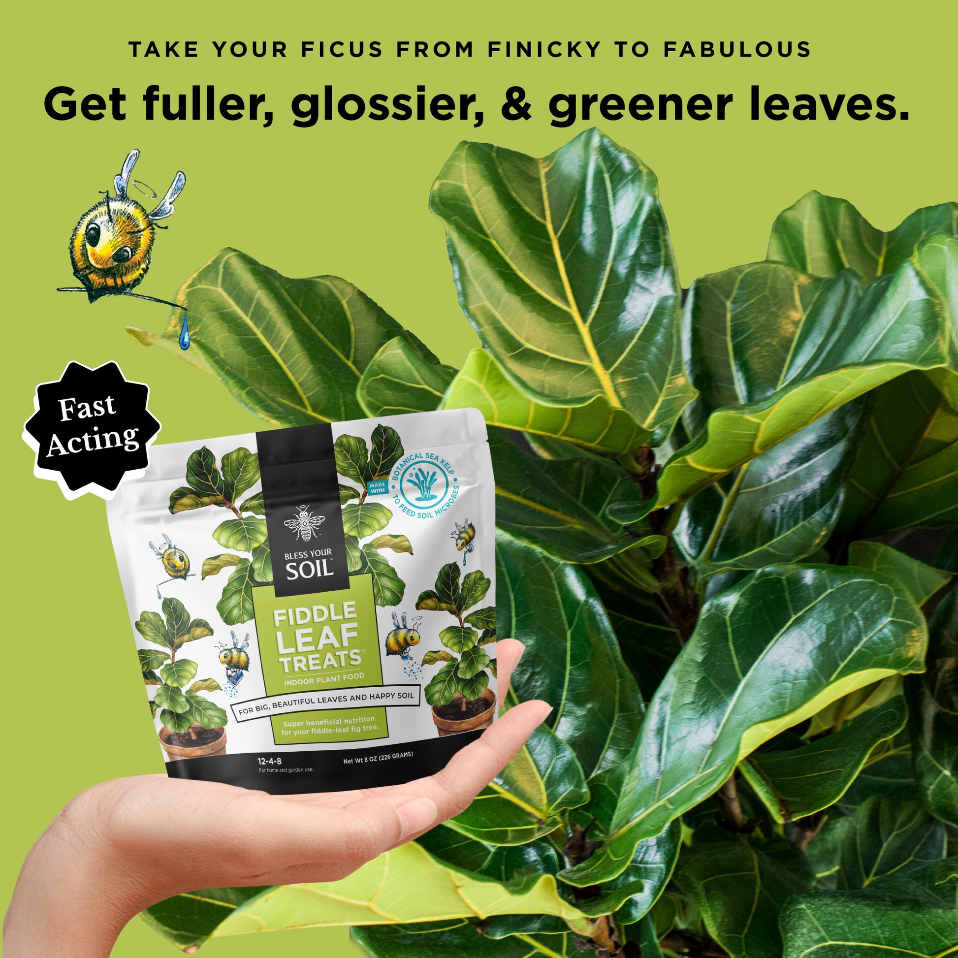 Fiddle leaf fig plant food