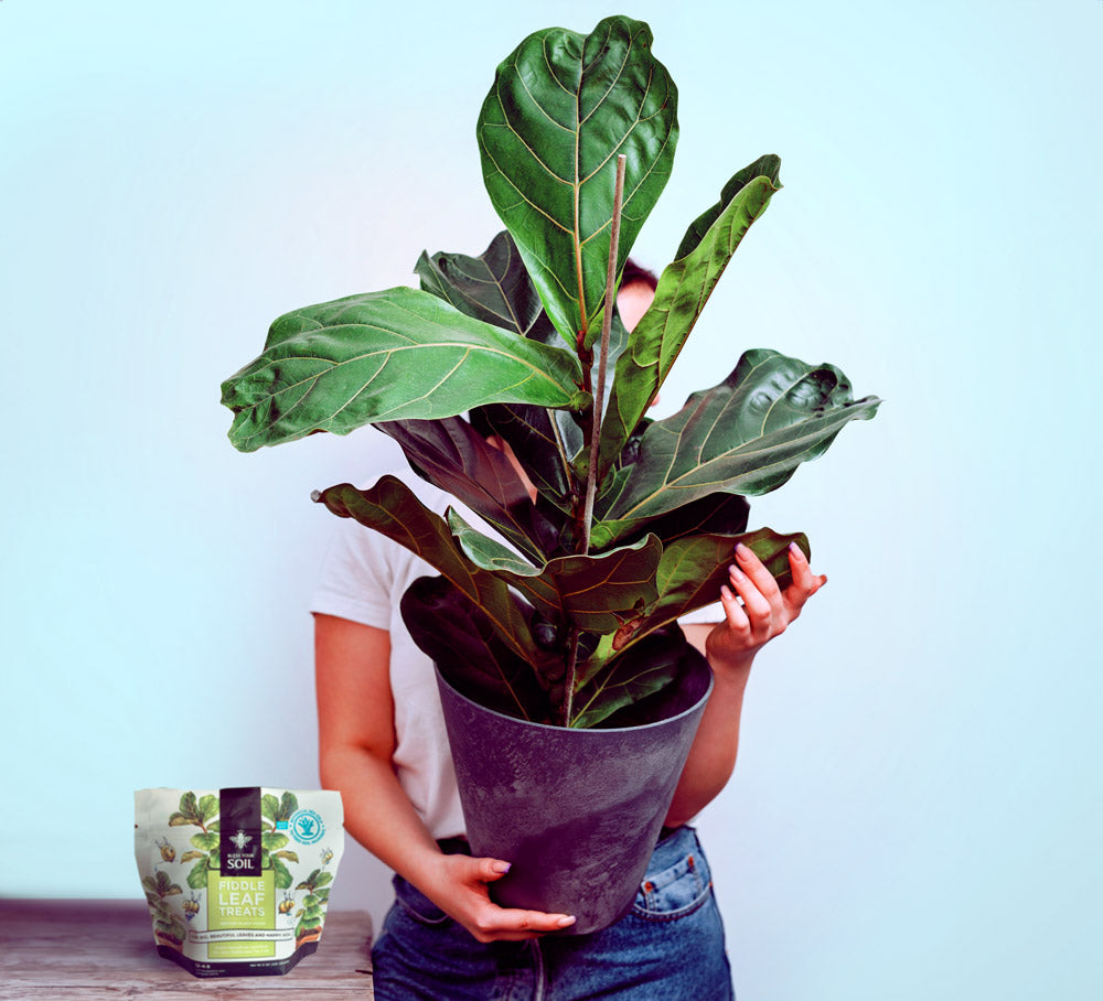 eggshells for fiddle leaf fig Fiddle Leaf Fig Plant Food : Fiddle Leaf Treats® Fertilizer