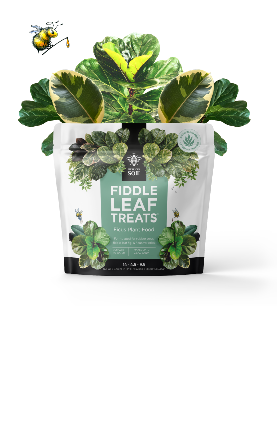 fiddle leaf fig plant food