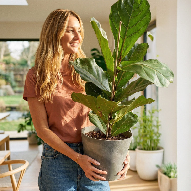 fiddle leaf fig plant