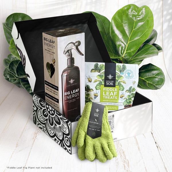 Fiddle Leaf Fig Starter Kit