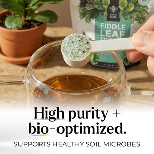 fiddle leaf fig tree plant food