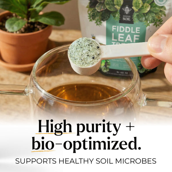 fiddle leaf fig tree plant food