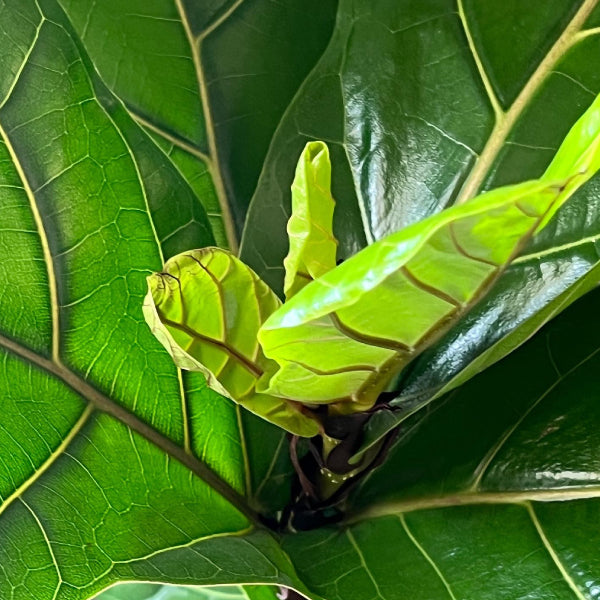 boost grow fiddle leaf fig tree