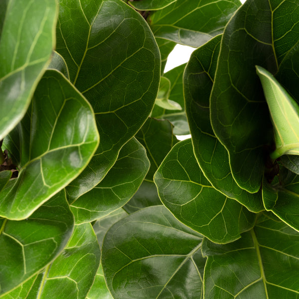 best fiddle leaf fig plant food