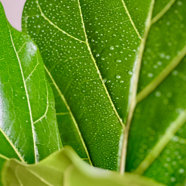 Fiddle Leaf Treats FiddleLeaf Fig Tree Fertilizer, 312 NPK Bless