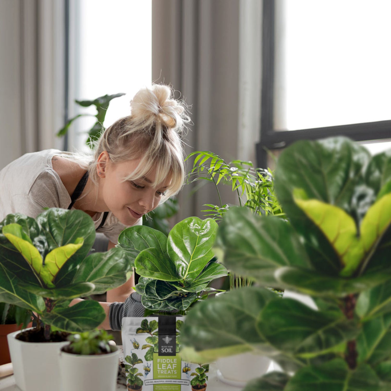 best fiddle leaf fig plant food