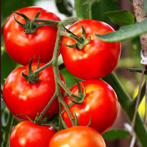 tomato fertilizer gardens