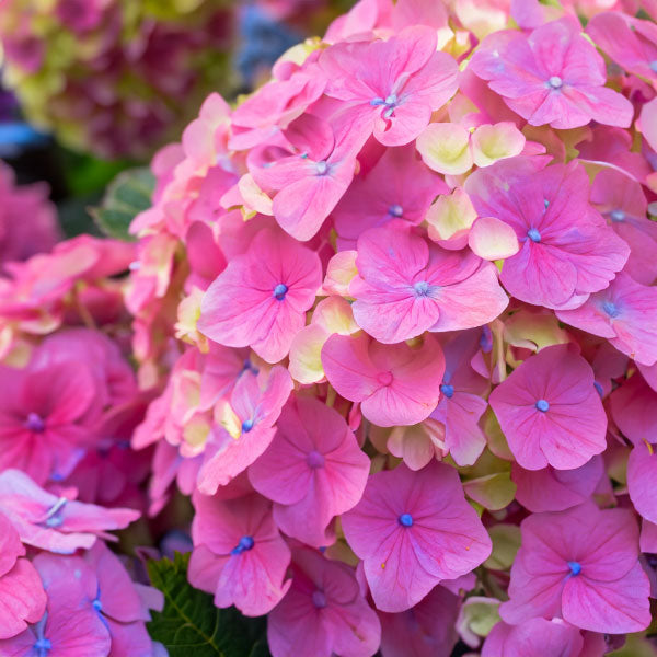 how to boost hydrangea blooms fertilizer