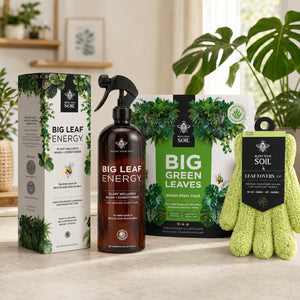 houseplant starter kit

