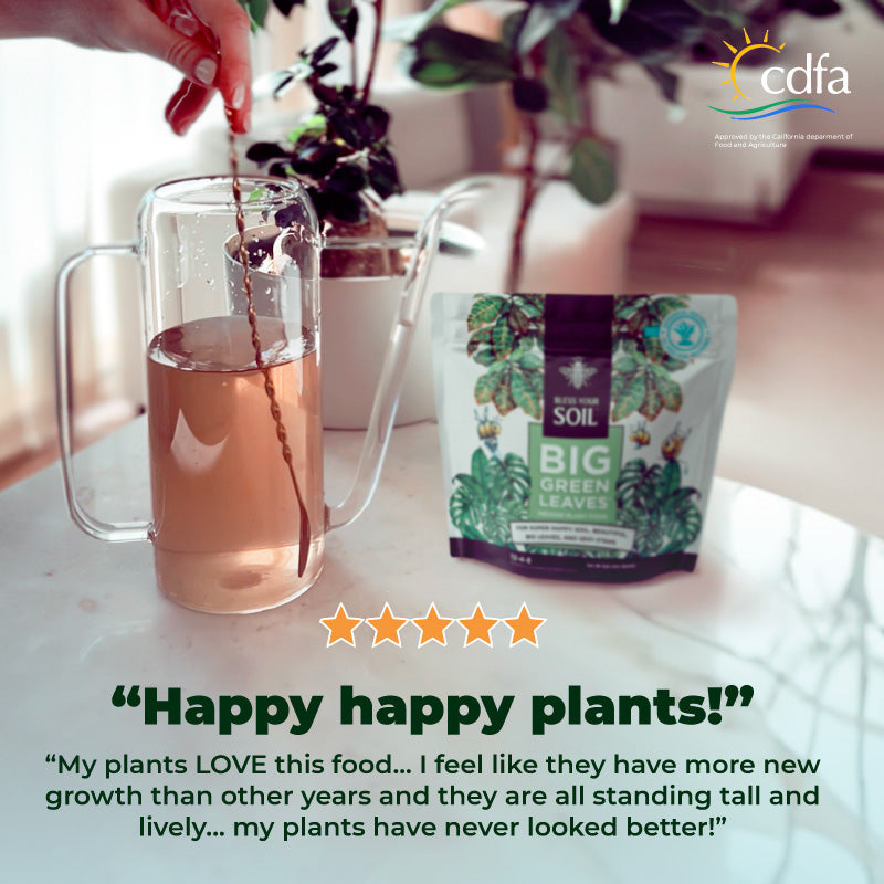 is green tea good for indoor plants Plant Food : Houseplant Fertilizer : Big Green Leaves® for Indoor Plants