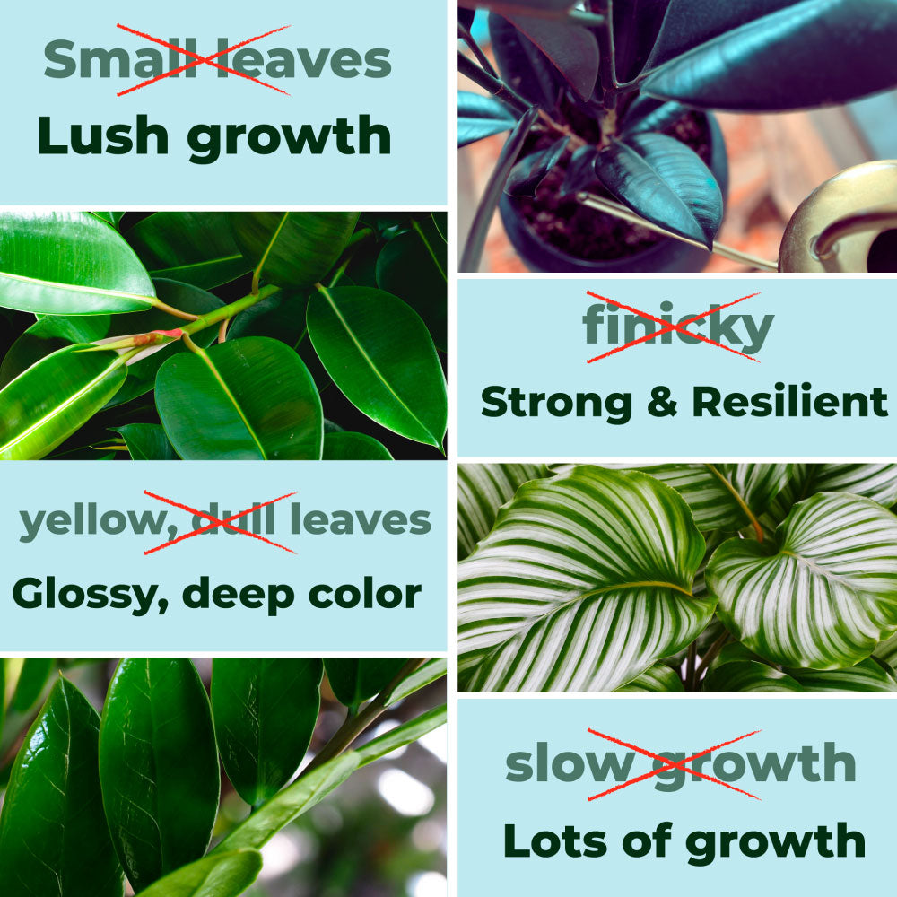 great big plants fertilizer Big Green Leaves