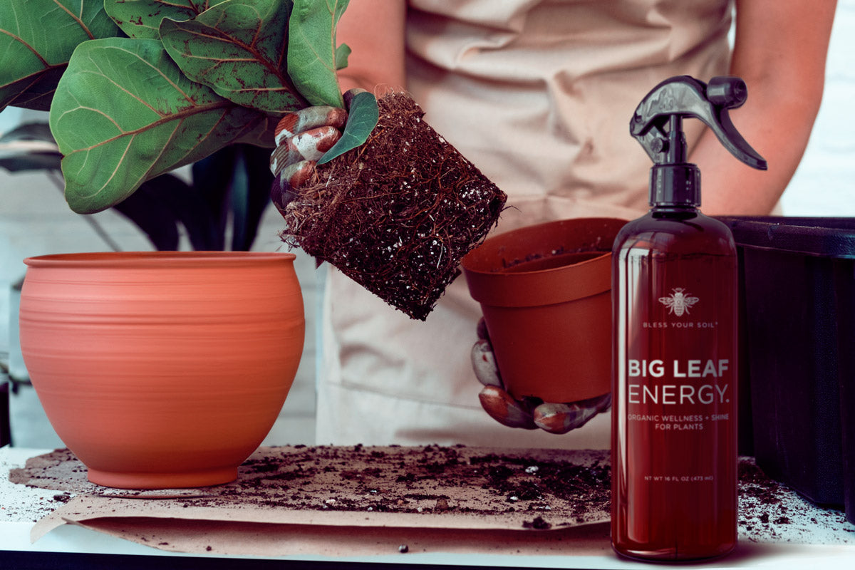 neem oil for indoor plants Big Leaf Energy® : Neem Oil Spray for Plants