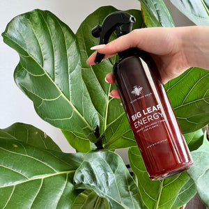 how to clean fiddle leaf fig leaves