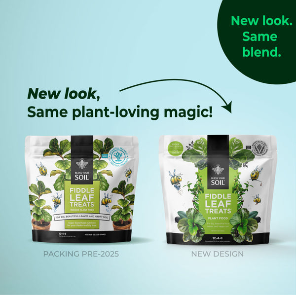 new fiddle leaf fig plant food