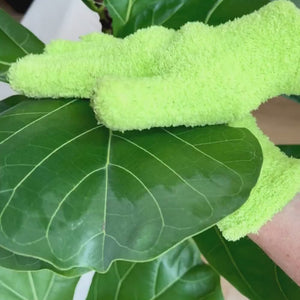 fiddle leaf fig dusting gloves
