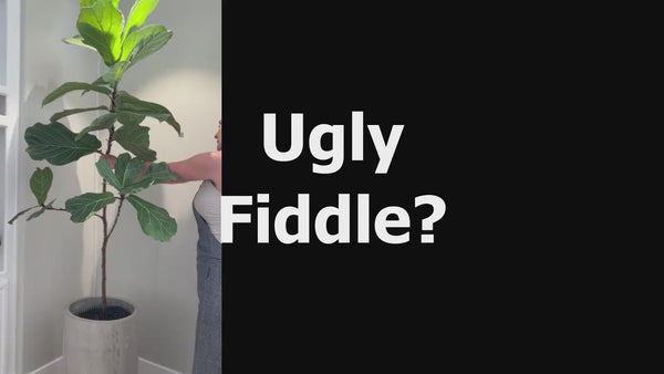 how to revive fiddle leaf fig