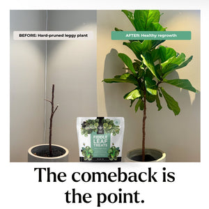 prune fiddle leaf fig