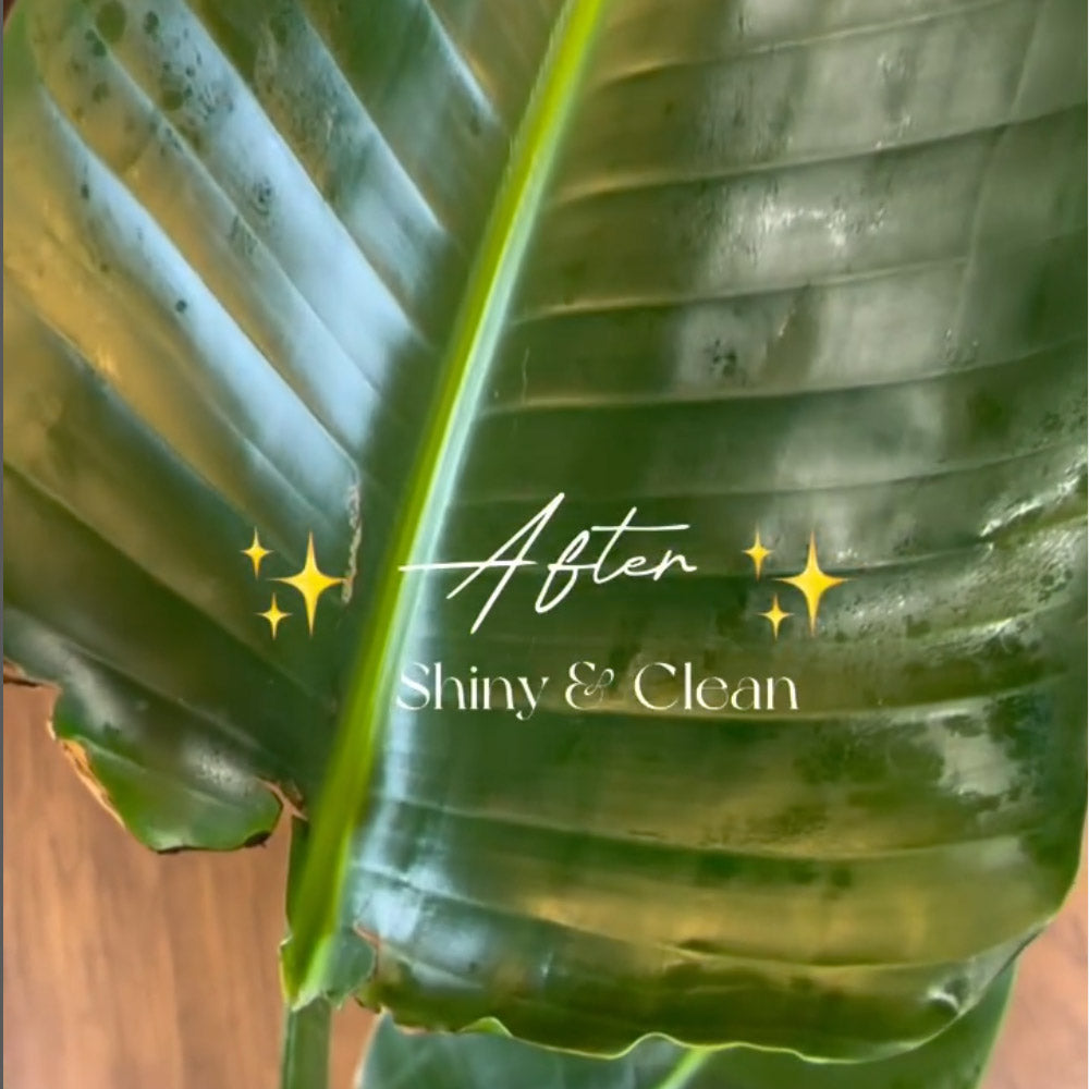 how to clean plant leaves