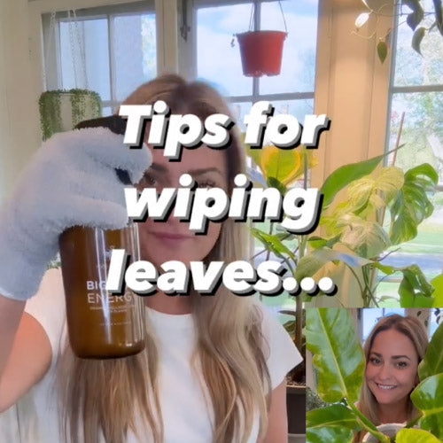 @plant.mama.rach uses big leaf energy on instagram