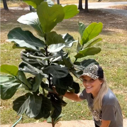 @plantsinafarmhouses uses fiddle leaf treats on instagram