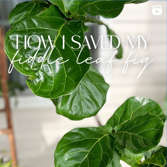 how i saved my fiddle leaf fig
