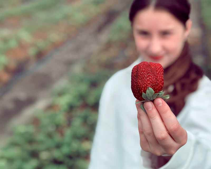 strawberry garden picking
